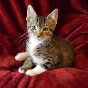 Meet your Posher, Lorie